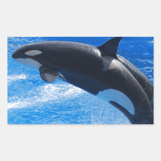 Jumping Orca Whale Rechteckiger Aufkleber (Vorderseite)