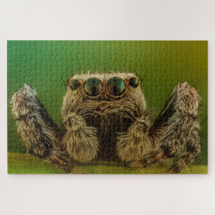 Jumping Spider