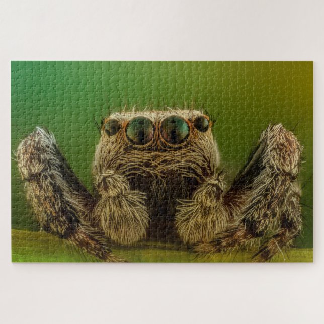 Jumping Spider (Horizontal)