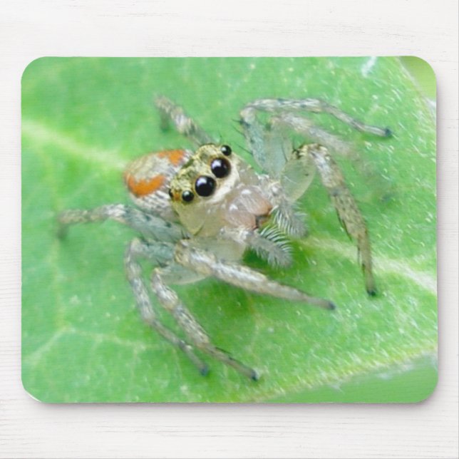 Jumping Spider Salticid Mousepad (Vorne)