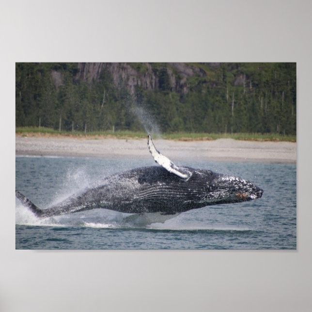 Jumping Whale Fotograf Poster (Vorne)
