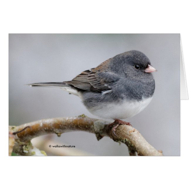 Junco à ardoise foncée sur l'arbre à poires (Devant horizontal)