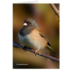 Junco à l'oeil foncé sur un membre