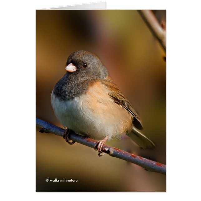 Junco à l'oeil foncé sur un membre (Devant)