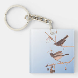 Junco Audubon, à l'oeil foncé, Oiseaux de neige su