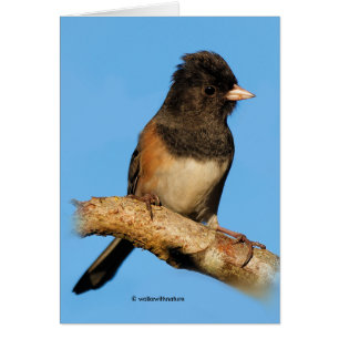 Junco de l'Oregon aux teintes sombres sur le ceris