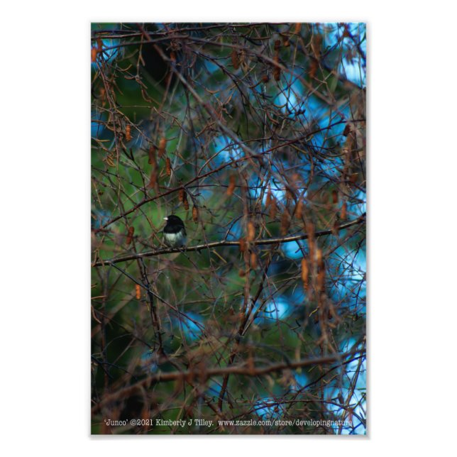 Junco Fotodruck (Vorne)