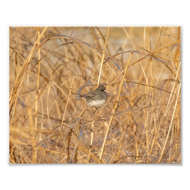Junco On Icy Grass Fotodruck (Vorne)