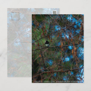 Junco Postkarte
