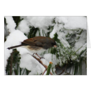 Junco Songbird Painting