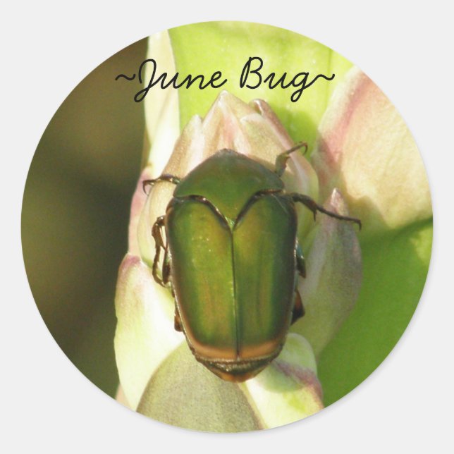 June Bug Stickers (Vorderseite)