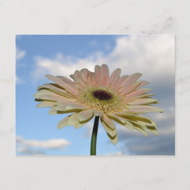 June Gerbera-Blume im Himmel Postkarte (Vorderseite)