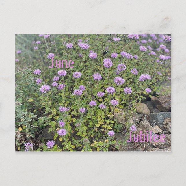 June Jubilee Postkarte (Vorderseite)