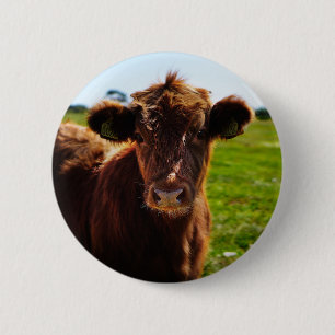 Jungbraune Kuh auf dem Weideland Button