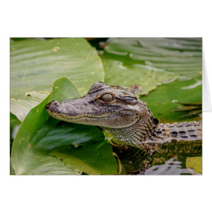 Junge Alligatorin