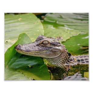 Junge Alligatorin Fotodruck