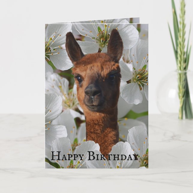 Junge Alpaca in weißen Blüten, Karte (Vorderseite)