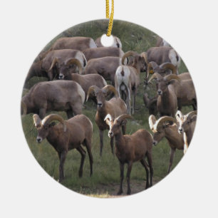 Junge Bighorn-Schafe Keramik Ornament