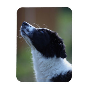 Junge Border-Collie Magnet