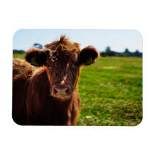 Junge braune Kuh auf Weidenfeldern Magnet