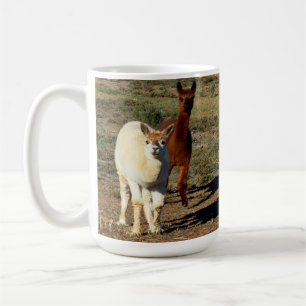 Junge braune und weiße Alpacas, Tasse des Kaffees