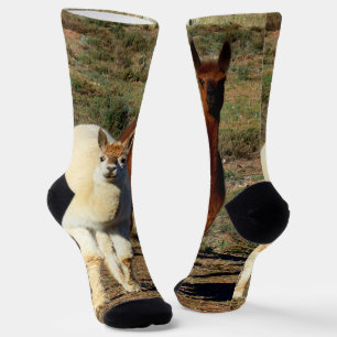 Junge braune und weiße Alpakas, Crews Socken