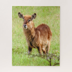 Junge Brown Antilope Waterbuck Getty Bild- 