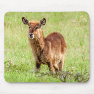 Junge Brown Antilope Waterbuck Getty Bild- Mousepad