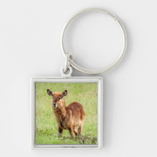 Junge Brown Antilope Waterbuck Getty Bild-  Schlüsselanhänger