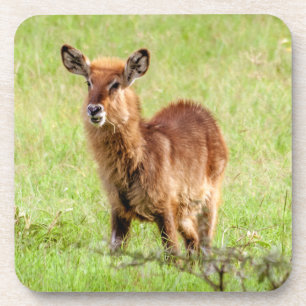 Junge Brown Antilope Waterbuck Getty Bild- Untersetzer