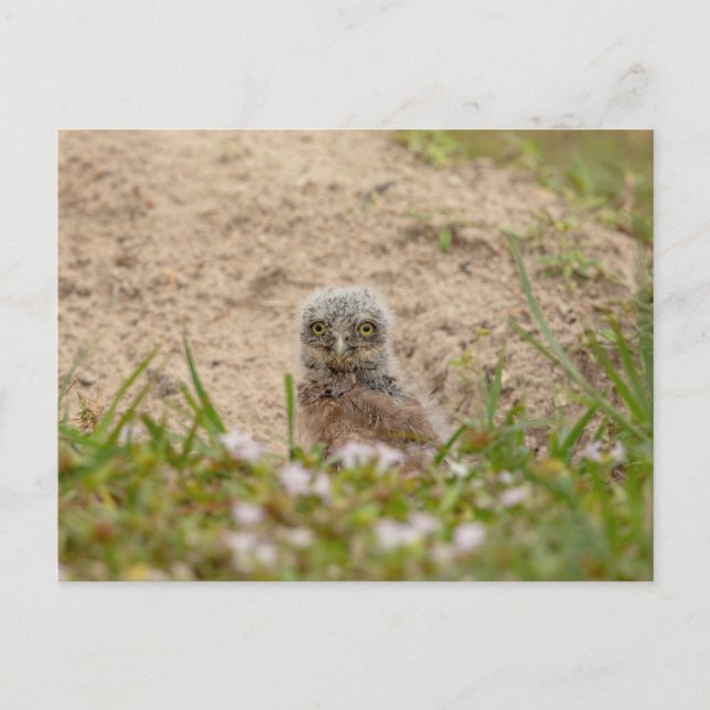 Junge Burrowing Owl in Florida Postkarte (Vorderseite)