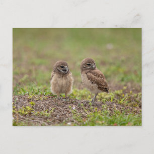 Junge Burrowing Owls in Florida Postkarte