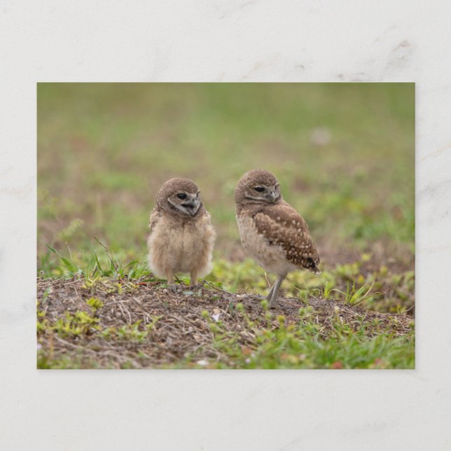 Junge Burrowing Owls in Florida Postkarte (Vorderseite)