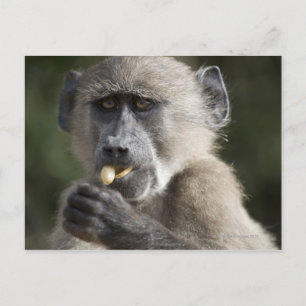 Junge Chacma-Baboon (Papio ursinus) frisst Nüsse Postkarte