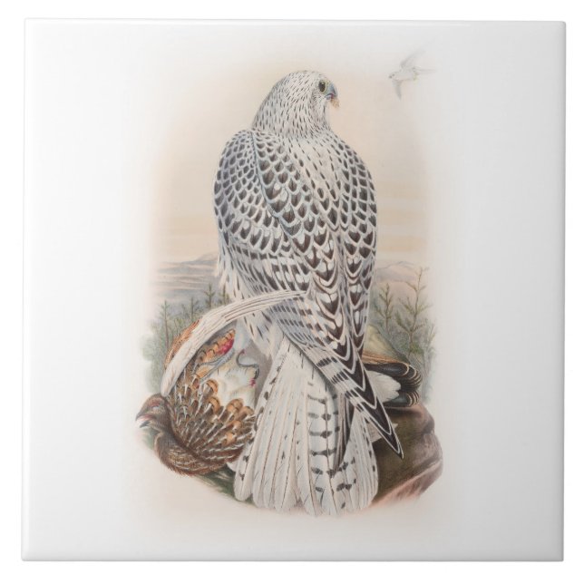 Junge dunkle Grönland-Falke-Vögel von Fliese (Vorderseite)