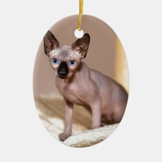 Junge Farbpoint sphynx Katze in Hängematte.JPG Keramikornament (Vorne)