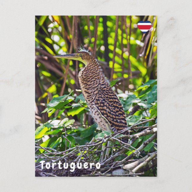 Junge, gedrossene Tigerherone in Tortuguero Postkarte (Vorderseite)