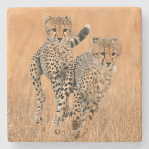 Junge Geparden (Acinonyx Jubatus) beim Laufen Steinuntersetzer