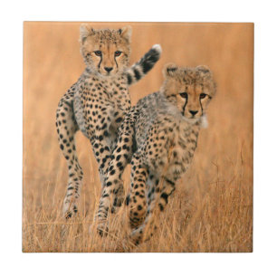 Junge Geparden (Acinonyx Jubatus) laufen Fliese