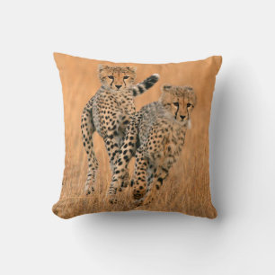 Junge Geparden (Acinonyx Jubatus) laufen Kissen