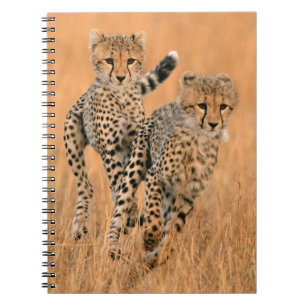 Junge Geparden (Acinonyx Jubatus) laufen Notizblock