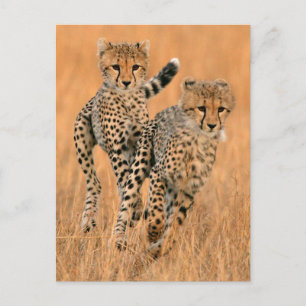 Junge Geparden (Acinonyx Jubatus) laufen Postkarte