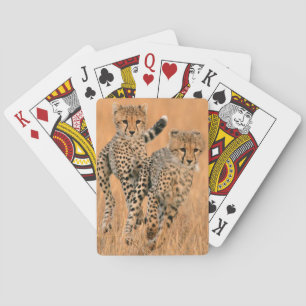 Junge Geparden (Acinonyx Jubatus) laufen Spielkarten