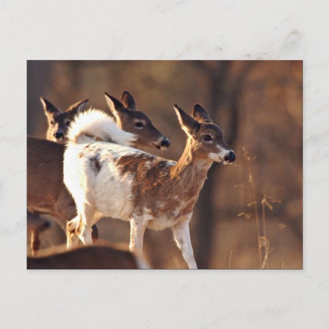 Junge Hirsche Postkarte (Vorderseite)