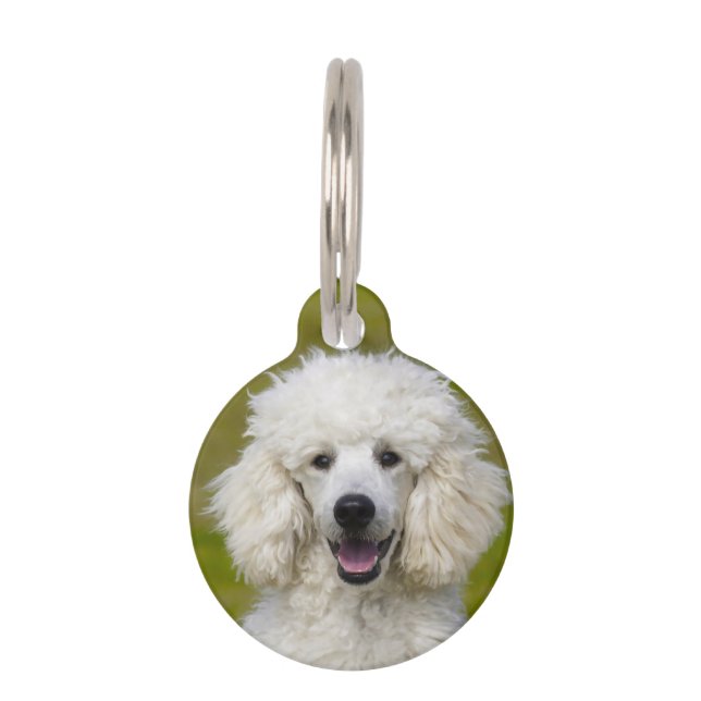Junge Hunde. Haustiermarke (Vorderseite)