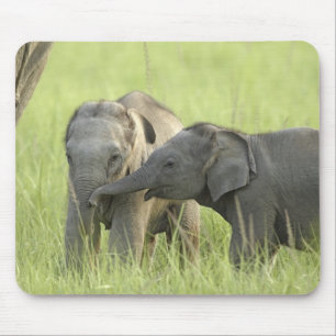 Junge indische/asiatische Elefanten Mousepad