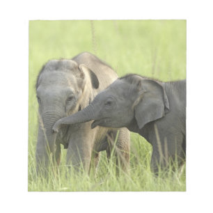 Junge Indische / Asiatische Elefanten Notizblock
