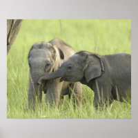 Junge indische/asiatische Elefanten