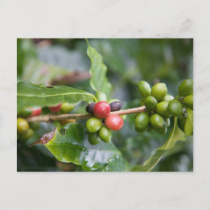 Junge Kaffeepflanze Postkarte