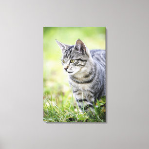 Junge Katze in der Natur Leinwanddruck